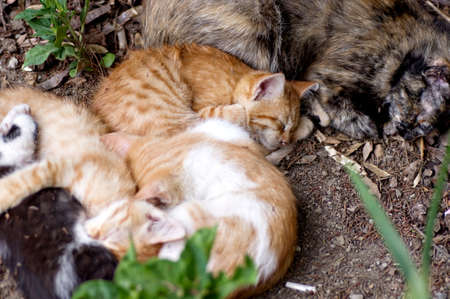 Family homeless catの写真素材