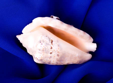 Beautiful exotic shell on blue background