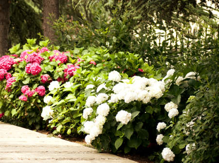 Red and white flowers