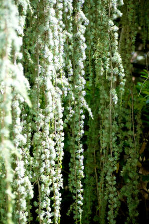Green plants in park