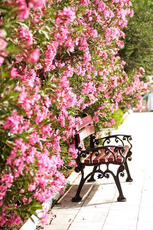 Bench chair in the park with pink flowers