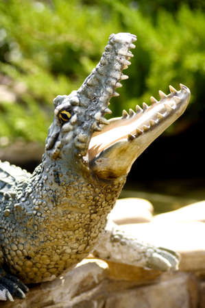 Close up of Crocodile headの写真素材