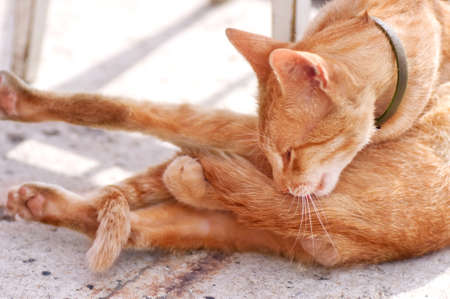 Cat licking its back paw 