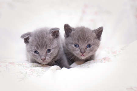 Beautiful Scottish young catの写真素材