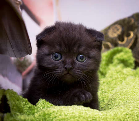 Beautiful Scottish young catの写真素材