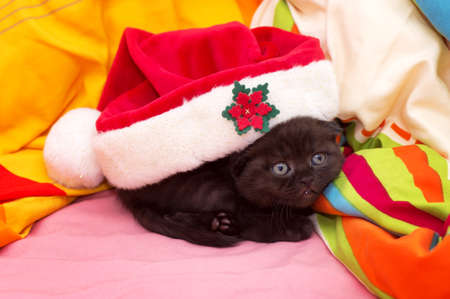 Beautiful Scottish young cat in hat Santa Clausの写真素材