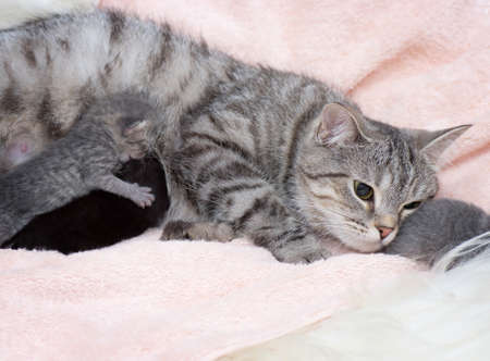 Beautiful Scottish young catの写真素材