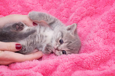 Beautiful Scottish young catの写真素材