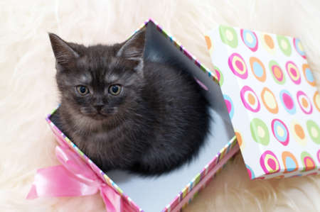 Beautiful Scottish kittenの写真素材