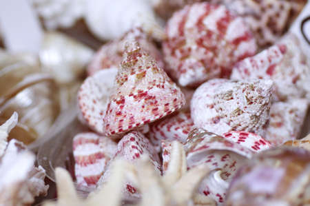 Seashell collection