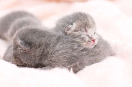 Beautiful Scottish young catsの写真素材