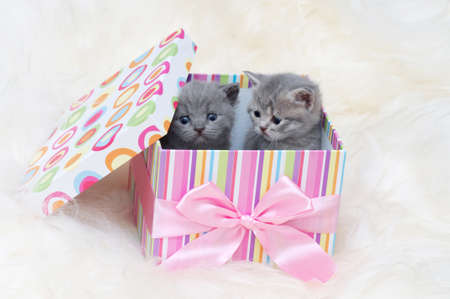 Beautiful Scottish young catsの写真素材