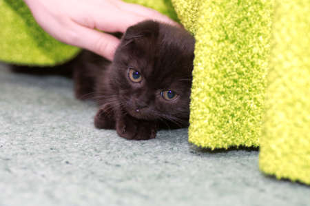 Beautiful Scottish kittenの写真素材