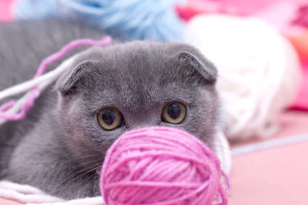 Beautiful Scottish young catの写真素材