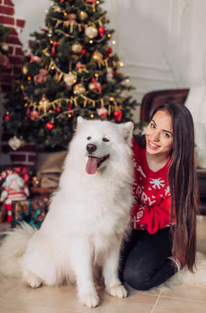 Happy girl with samoyed husky dog ??in Christmas decorationsの写真素材