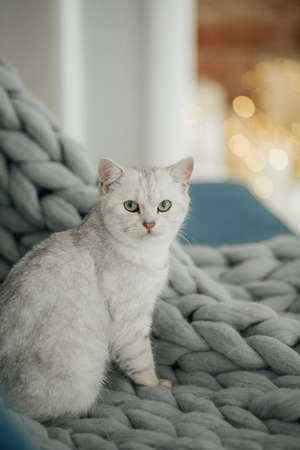 White cat in Christmas Decoration. New Year's background