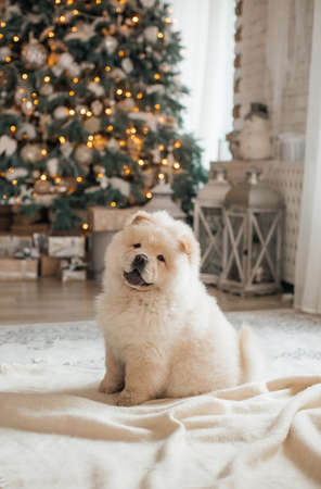 Dog in Christmas decorationsの写真素材