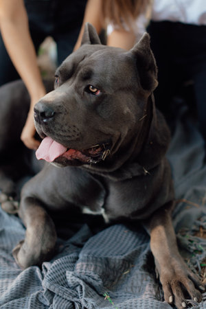 Portrait of a dog outdoors. Adult male Cane Corso. Animal love concept