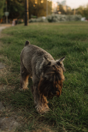 Playful cute dog maltipu walks on green grass in the parks. Pet care concept. Looks happy, delighted, funny.の写真素材