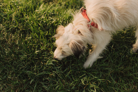 Portrait of a mongrel cute young dog with white hair in a collar on a leash. Concept of friendship, trust, love. Looks happy, delighted, funny. Close-up portraitの写真素材