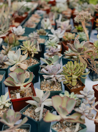 Succulent plants and cactus in pots for sale in street market. Blurred Background. Close-up. Selective focus.の写真素材