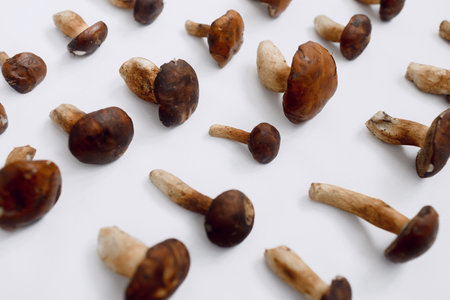 Polish mushroom on a light background. Copy space. Top view. Organic forest food, edible fresh picked Porcini mushroom. Autumn harvest concept. Mushroom picking.の写真素材