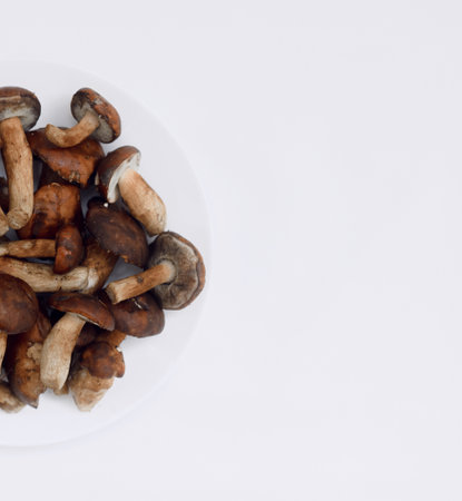 Polish mushroom on a light background. Copy space. Top view. Organic forest food, edible fresh picked Porcini mushroom. Autumn harvest concept. Mushroom picking.の写真素材