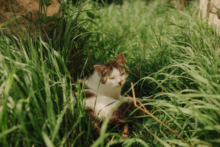 A domestic cat is laying in green grass. A non-pedigreed cat, circles in blurred background, looks...