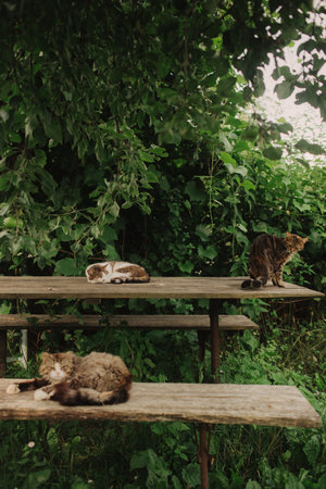 A domestic cats is laying on a old wooden table against a background of green plants. A non-pedigreed cat, circles in blurred background, looks at the camera. A pet in nature. The village, the park.の写真素材