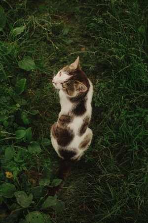 A domestic cat is laying in green grass. A non-pedigreed cat, circles in blurred background, looks at the camera. A pet in nature. The village, the park.の写真素材