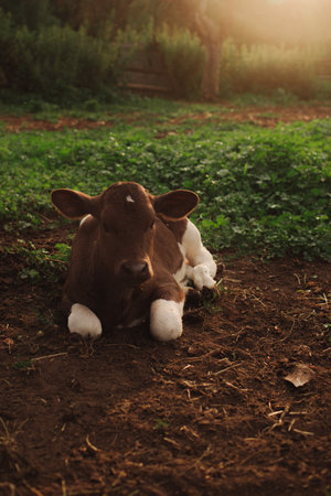 A domestic calf lies on the ground in a pasture. A cow on an eco-farm located in the countryside.の写真素材