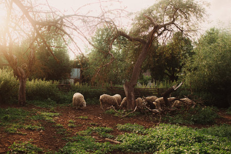Domestic sheep stand near a wooden shelter. Sheep in a barn on an eco-farm located in the countryside. Part of the series.の写真素材