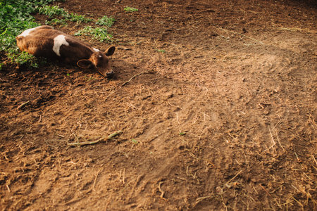 A domestic calf lies on the ground in a pasture. A cow on an eco-farm located in the countryside.の写真素材