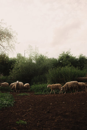Domestic sheep stand near a wooden shelter. Sheep in a barn on an eco-farm located in the countryside. Part of the series.の写真素材
