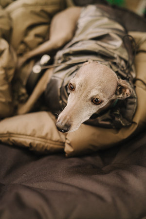 Greyhound dog. Cute dog in a warm jacket. Clothes for pets. Care and love for pets. Soft focusの写真素材
