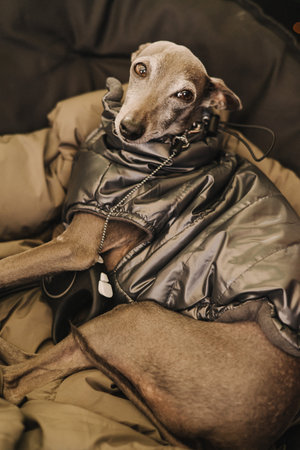 Greyhound dog. Cute dog in a warm jacket. Care and love for pets. Soft focusの写真素材