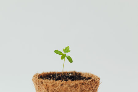 Small green plant sprout in biodegradable pot on white background. For text and articles on health. The concept of new life, pesticide-free and eco-friendlyの写真素材