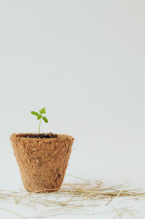 Small green plant sprout in biodegradable pot on white background. For text and articles on health. The concept of new life, pesticide-free and eco-friendlyの写真素材