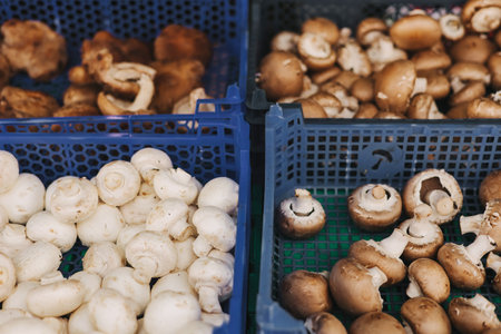 Close-up of exotic mushrooms in blue plastic boxes, champignons grown gourmet. Part of the series. Close upの写真素材