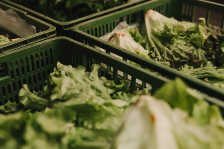 Fresh greens and lettuce at small local urban market. Organic produce on sale at outdoor farmer market. Selling fresh crops and veggies harvest. European urban setting. Close up. Part of the seriesの写真素材