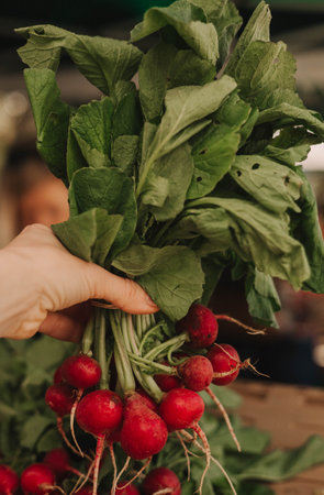 Fresh radish at small local urban market. Organic produce on sale at outdoor farmer market. Selling fresh crops and veggies harvest. European urban setting. Close up. Part of the seriesの写真素材