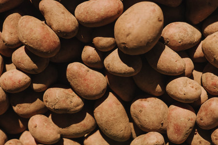 Sweet potato at small local urban market. Organic produce on sale at outdoor farmer market. Selling fresh crops and veggies harvest. European urban setting. Close up. Part of the seriesの写真素材