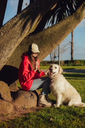 Young woman trains golden retriever puppy in the park in sunny weather. Happy dogs concept. Part of a seriesの写真素材