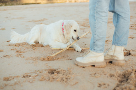 Close up of woman trains golden retriever puppy outside in sunny weather. Happy dogs concept. Part of a series. Soft focusの写真素材