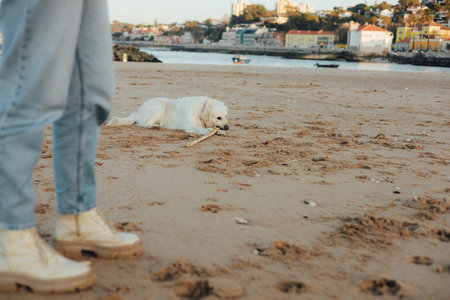 Close up of woman trains golden retriever puppy outside in sunny weather. Happy dogs concept. Part of a series. Soft focusの写真素材