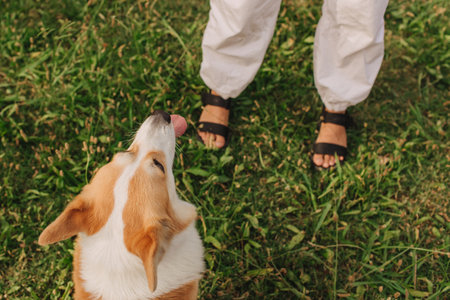 Close up of a woman's legs trains Welsh Corgi in the park in sunny weather. Concept of walking a...