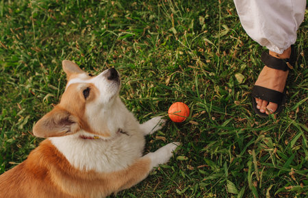 Close up of a woman's legs trains Welsh Corgi in the park in sunny weather. Concept of walking a dog, friendship between a dog and owner. Part of a series. Soft focus.の写真素材