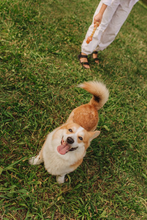 Close up of a woman's legs trains Welsh Corgi in the park in sunny weather. Concept of walking a dog, friendship between a dog and owner. Part of a series. Soft focus.の写真素材
