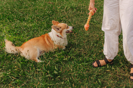 Close up of a woman's legs trains Welsh Corgi in the park in sunny weather. Concept of walking a dog, friendship between a dog and owner. Part of a series. Soft focus.の写真素材
