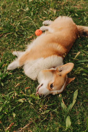 Cute and funny corgi puppy lies on the green grass in the summer garden. Concept of walking a dog, friendship between a dog and owner. Part of a series. Soft focus.の写真素材